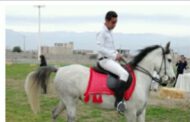 توسعه صنعت پرورش اسب در جنوب کرمان