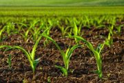 نقش مهم اسید هیومیک در آینده ی کشاورزی پایدار
