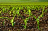 نقش مهم اسید هیومیک در آینده ی کشاورزی پایدار